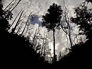Dead Trees by Asienreisender